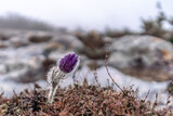 Fototapeta Dmuchawce - Dream grass is the most beautiful spring flower. Pulsatilla blooms in early spring in forests and mountains. Purple pulsatilla flowers close up in the snow