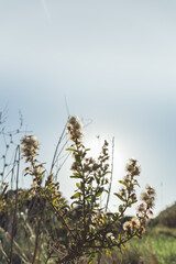 Wall Mural - backlight of a bush in the field