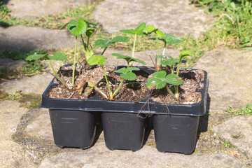 Little strawberries plant in flowerpots before planting in a vegetable garden