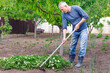© Loraliu - Man farmer caring for planting strawberries with tools outdoors.