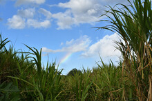 Rainbow Over An Organic Sugar Cane Grove On The Hawaiian Island Of Maui, Hawaii