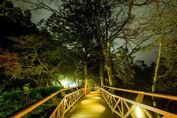Wall Mural - boardwalk paths through the forest at night time, Alishan Forest Recreation Area in Chiayi, Taiwan.