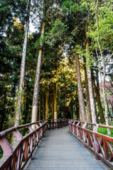 Wall Mural - boardwalk paths through the green forest, Alishan Forest Recreation Area in Chiayi, Taiwan.