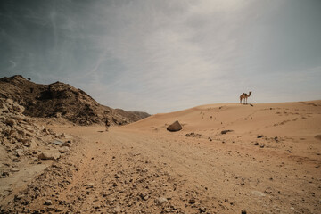 Wall Mural - Camels and hiking in the Dubai UAE Desert