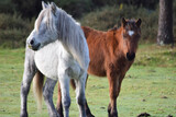 Fototapeta Niebo - two horses in the field