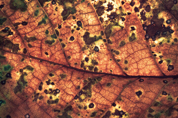 Poster - Close up Detail of a brown leaf plant. Beautiful Background pattern for design. Macro photography view.
