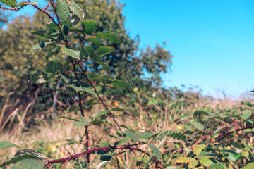 Poster - Cobweb or spider's web against a natural background.