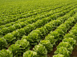Beautiful iceberg lettuce crop in completely green lines