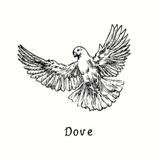 Dove Flying. Ink Black And White Doodle Drawing In Woodcut Outline Style. Vector Illustration