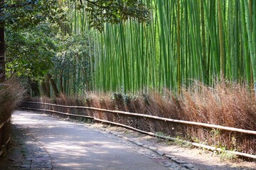 Poster - Sagano Bamboo Forest in Kyoto