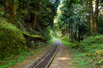 Wall Mural - The old forest railway section of Alishan Forest Recreation Area in Chiayi, Taiwan, but is now obsolete and unable to operate