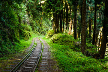 Wall Mural - The old forest railway section of Alishan Forest Recreation Area in Chiayi, Taiwan, but is now obsolete and unable to operate