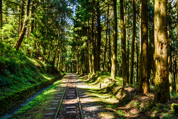 Wall Mural - The Forest Railway passes through the Alishan Forest Recreation Area in Chiayi, Taiwan.