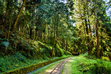 Wall Mural - The old forest railway section of Alishan Forest Recreation Area in Chiayi, Taiwan, is now obsolete and unable to operate