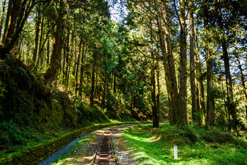 Wall Mural - The old forest railway section of Alishan Forest Recreation Area in Chiayi, Taiwan, but is now obsolete and unable to operate