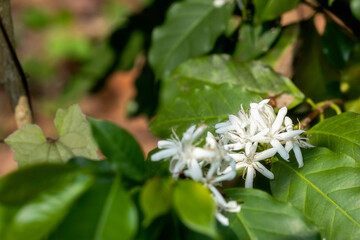 Wall Mural - Close up view of arabica coffee white color flower blossom on coffee tree in plantation