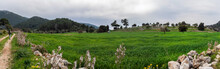 Panorama Of An Olive Field On The Lycian Trail In Turkey. Green Field And Olive Trees In Spring. A Tourist With A Backpack Moves On The Road.