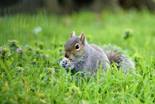 Cute Animals. Squirrel Eating Nuts In The Grass. 