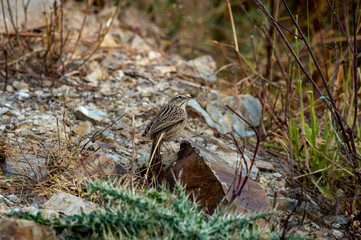 upland pipit or anthus sylvanus closeup perched on rock with eye contact at foothills of himalaya ut