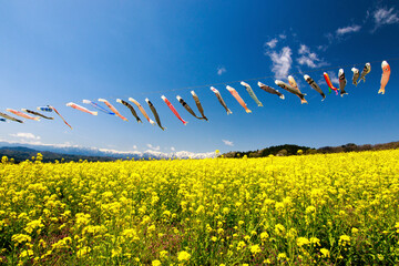 field of rapeseed