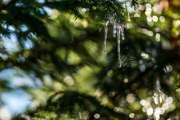 Icicles hanging from a green pine branch on a sunny March day when the weather warms up and the thaw period begins. Drops of water dripping from melting ice.