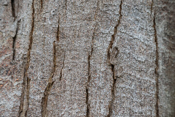 Close-up on bark of a tree trunk with blurred edges.