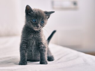 Poster - Adorable grey cat relaxing at the bed.