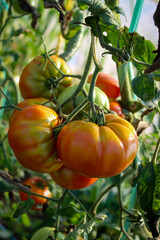 Wall Mural - A group of tomatoes that started to turn red. Growing tomatoes in a greenhouse. Tomato fruits.