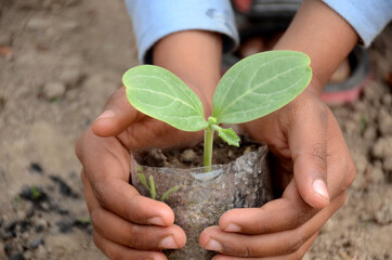 round gourd plant soil heap in hands over out of focus brown background.