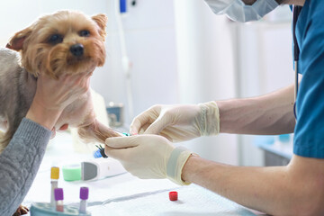 Veterinary Blood test. Animal clinic. Pet check up and vaccination. Health care.