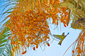 Ripe yellow fruits dates on date palm   Phoenix dactylifera   Environment Concept