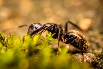 Wall Mural - ant on the ground