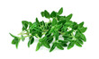 © sirawut - fresh thyme or Lemon thyme leaf isolated on a white background ,Green leaves pattern