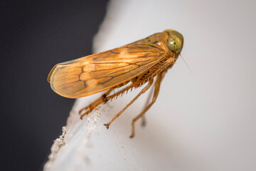 macro