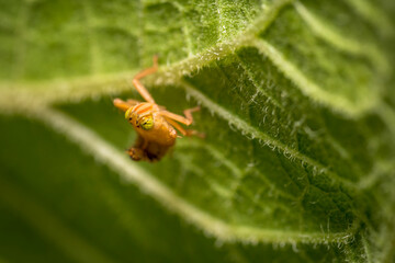 Wall Mural - spider on a leaf