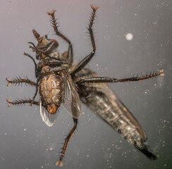 Wall Mural - fly