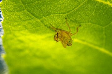 Wall Mural - spider on leaf