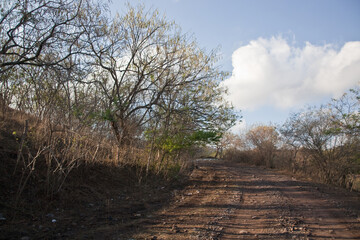 Wall Mural - road in the countryside in nicaragua