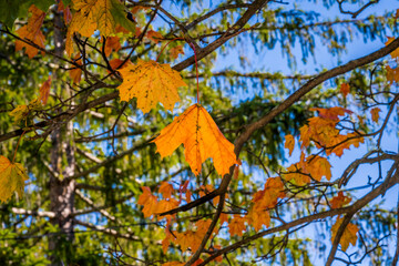 Wall Mural - autumn leaves on a tree
