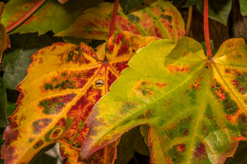 Wall Mural - autumn leaves on a tree