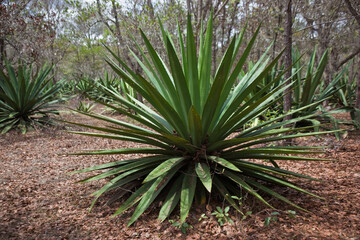 Sticker - Agave plants in the forest in Nicaragua