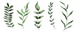 Vektorsammlung von unterschiedlichen Gräsern in Aquarell
