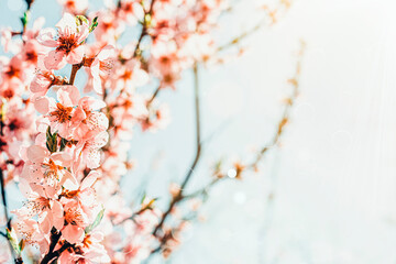  a spring pink flowers backgrounds