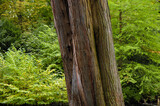 Fototapeta Panele - Stamm eines Mammutbaums