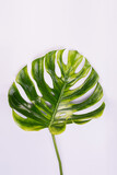 Fototapeta Tulipany - Big fresh Monstera leaf, Swiss cheese plant tropical against light gray color background.