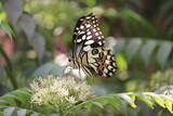 Fototapeta Krajobraz - A beautiful butterfly performing pollination of the flowering plants during the spring season.