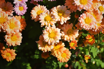 Wall Mural - Orange mum flowers top view.