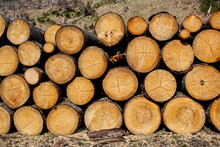 Pile Of Wood Logs Stumps For Winter