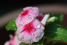 Fresh Dew Of Water Droplets On The Beautiful Pink Flowers- Rosy Periwinkle Found In The Tropical Rainforests Of The Madagascar.