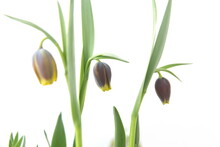 Fritillaria Michailovskyi, Species Of Flowering Plant In The Lily Family, Bulbous Perennial Plant, On White Background